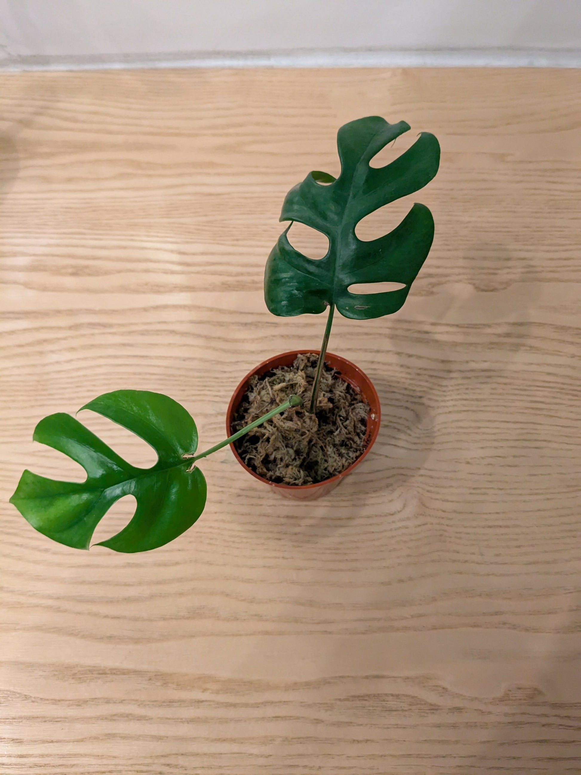 monstera deliciosa mini Rhaphidophora tetrasperma (aka Mini Monstera) – plantbaby