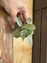 Load image into Gallery viewer, Philodendron hastatum “Silver Sword”
