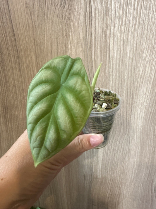 alocasia silver dragon