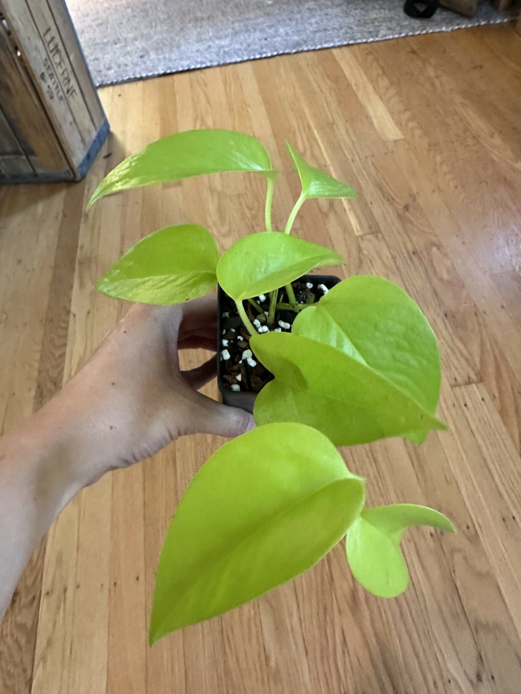 epipremnum aureum “neon pothos”