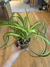 Load image into Gallery viewer, Chlorophytum Comosum &quot;Spider plant&quot;
