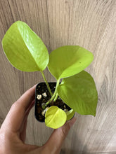 Load image into Gallery viewer, epipremnum aureum “neon pothos”
