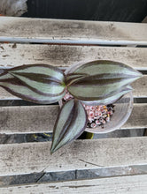 Load image into Gallery viewer, Tradescantia Zebrina/Wandering Jew/Inch Plant/Spiderwort/Dayflowe
