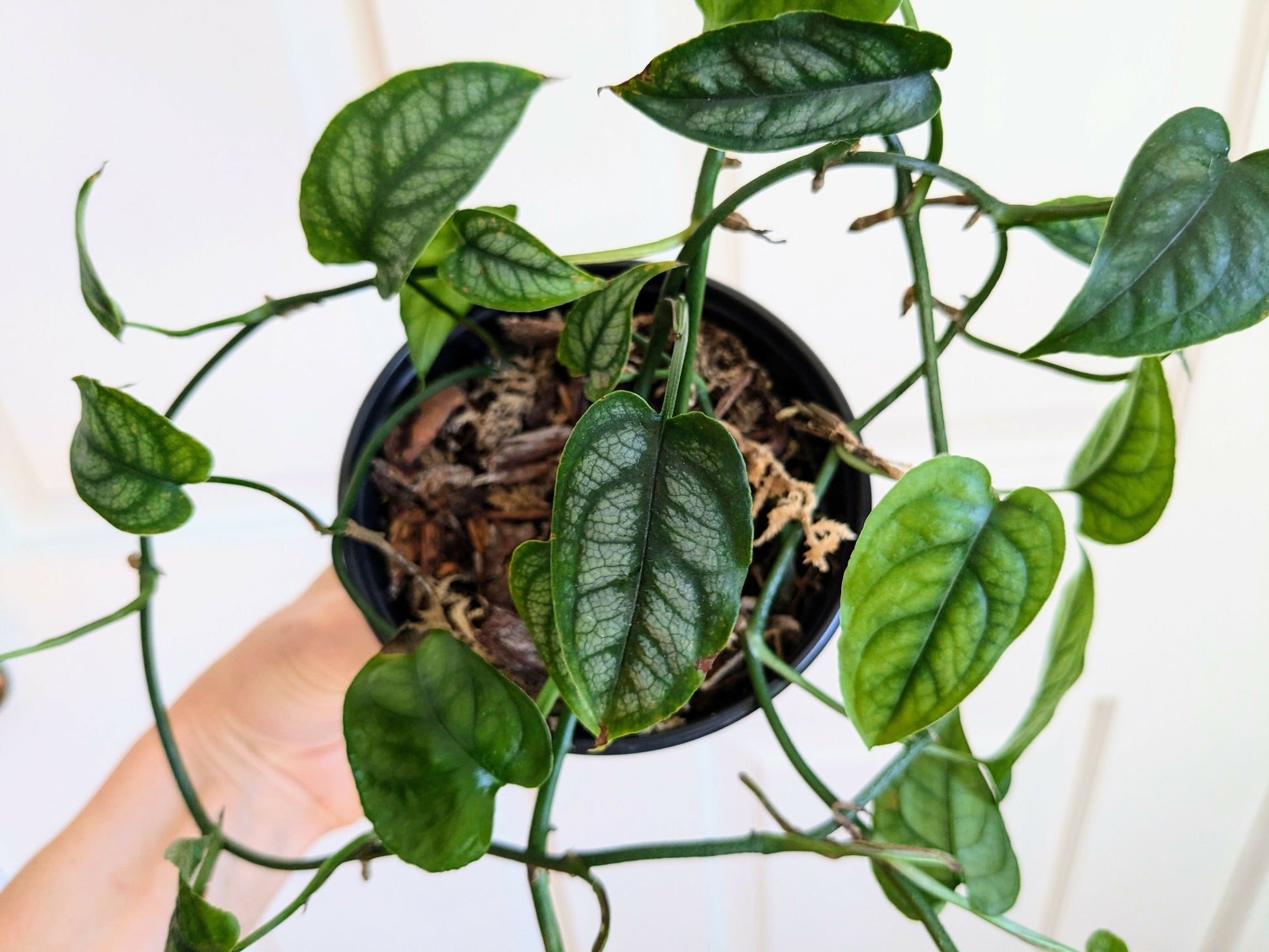 silver monstera plant Monstera Siltepecana aka Silver Monstera – plantbaby