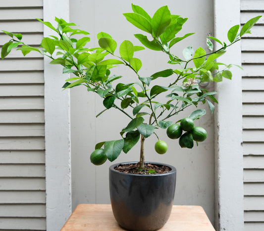 Meyer Lemon Tree in Large Ceramic Pot