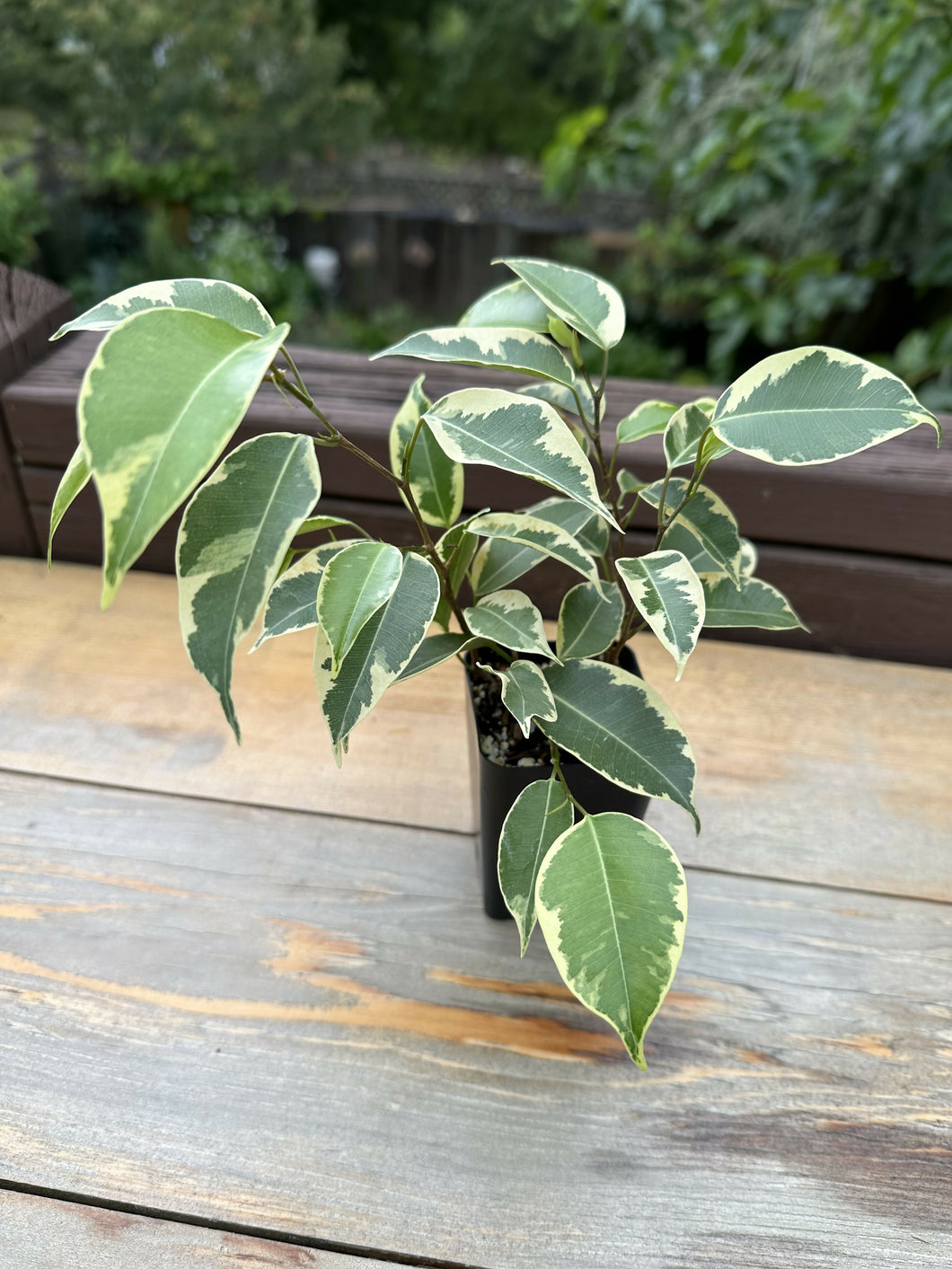 Ficus Benjamina Variegata (Weeping Fig) 2in (pick your plant)