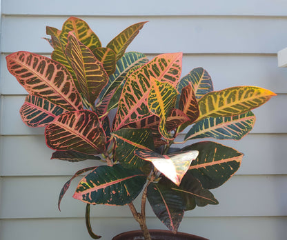 Codiaeum Variegation 'Croton Petra' 8"