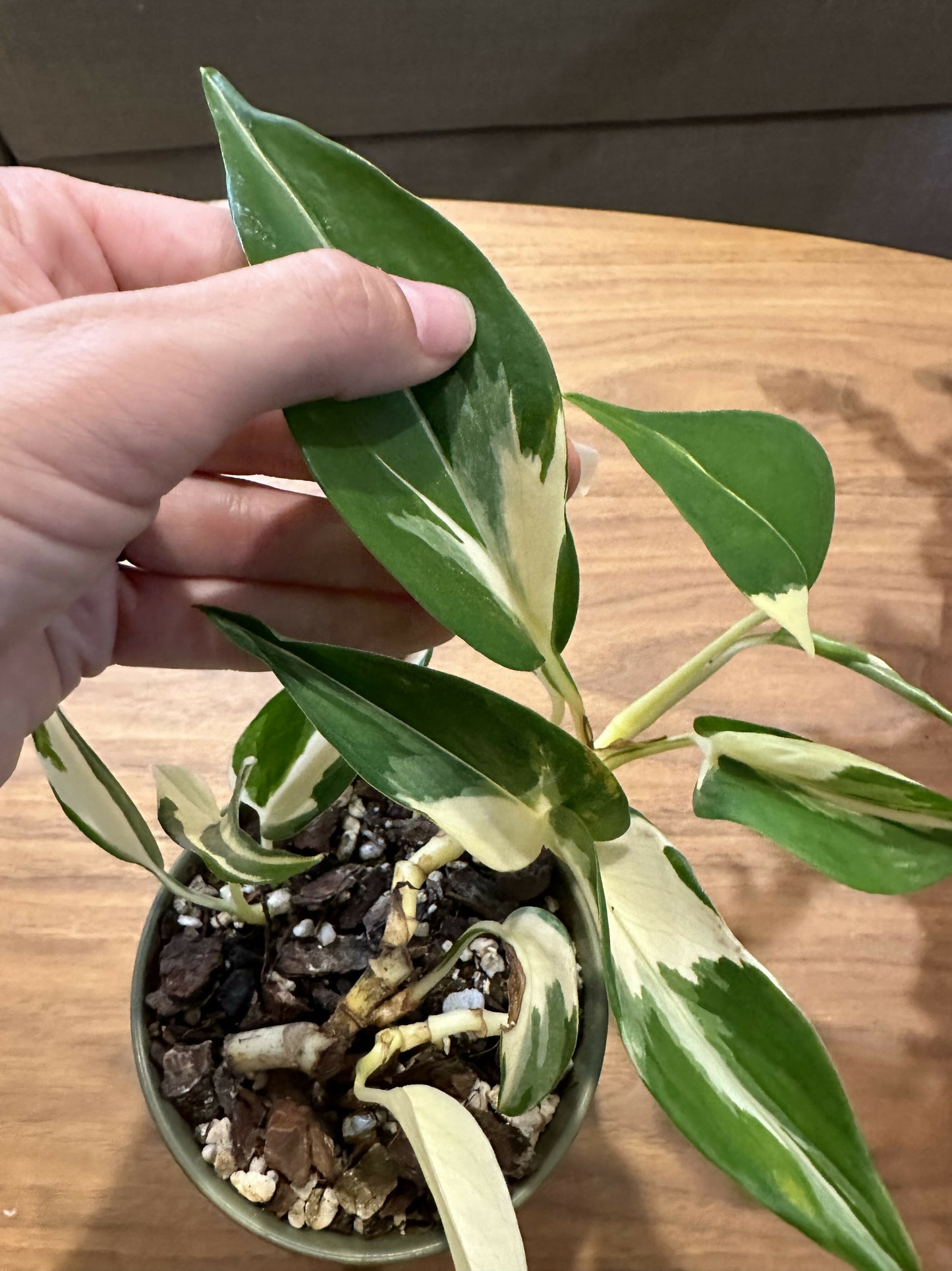 Pothos Epipremnum aureum 'Mutant Manjula'