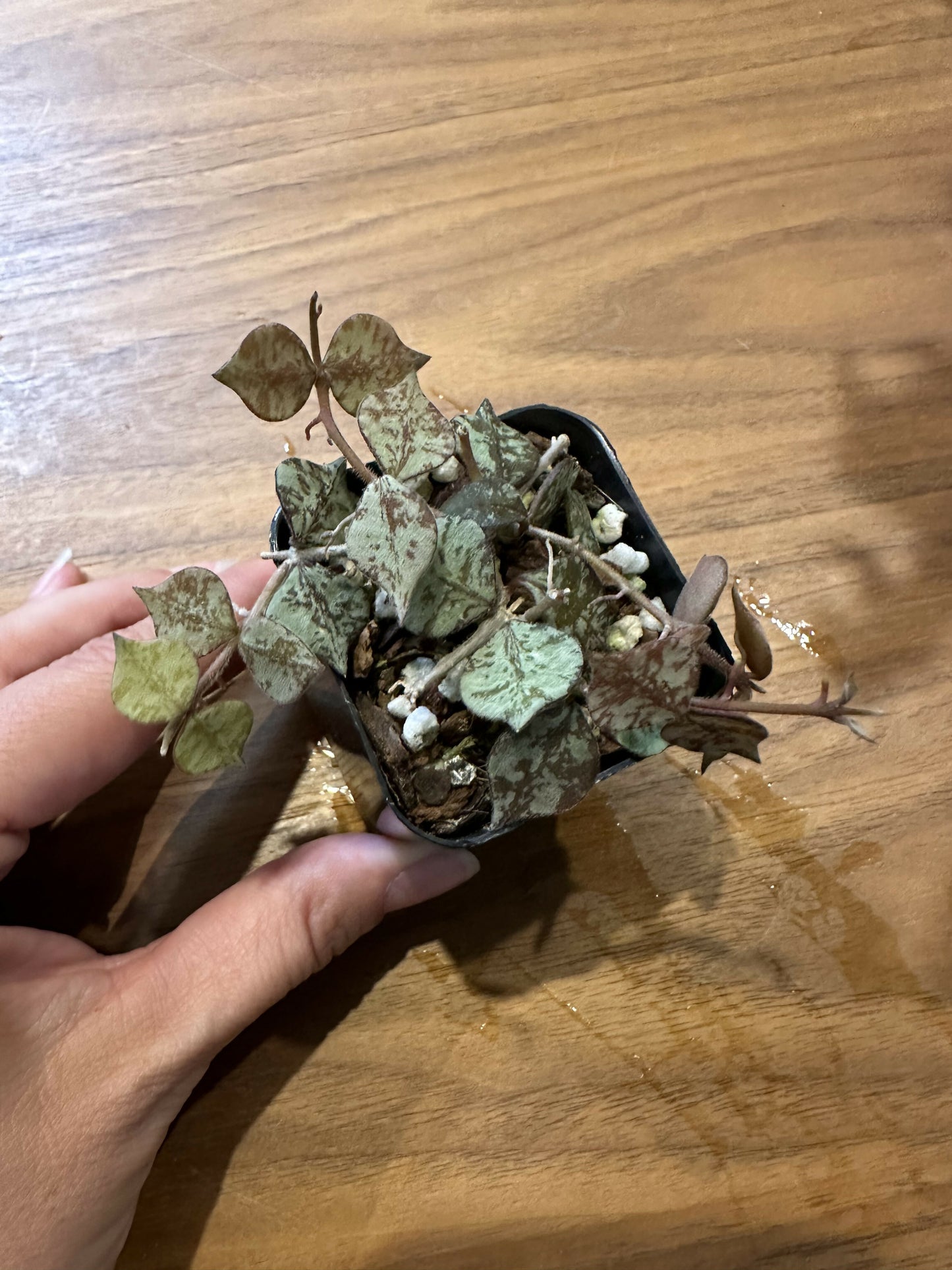 Hoya Curtisii