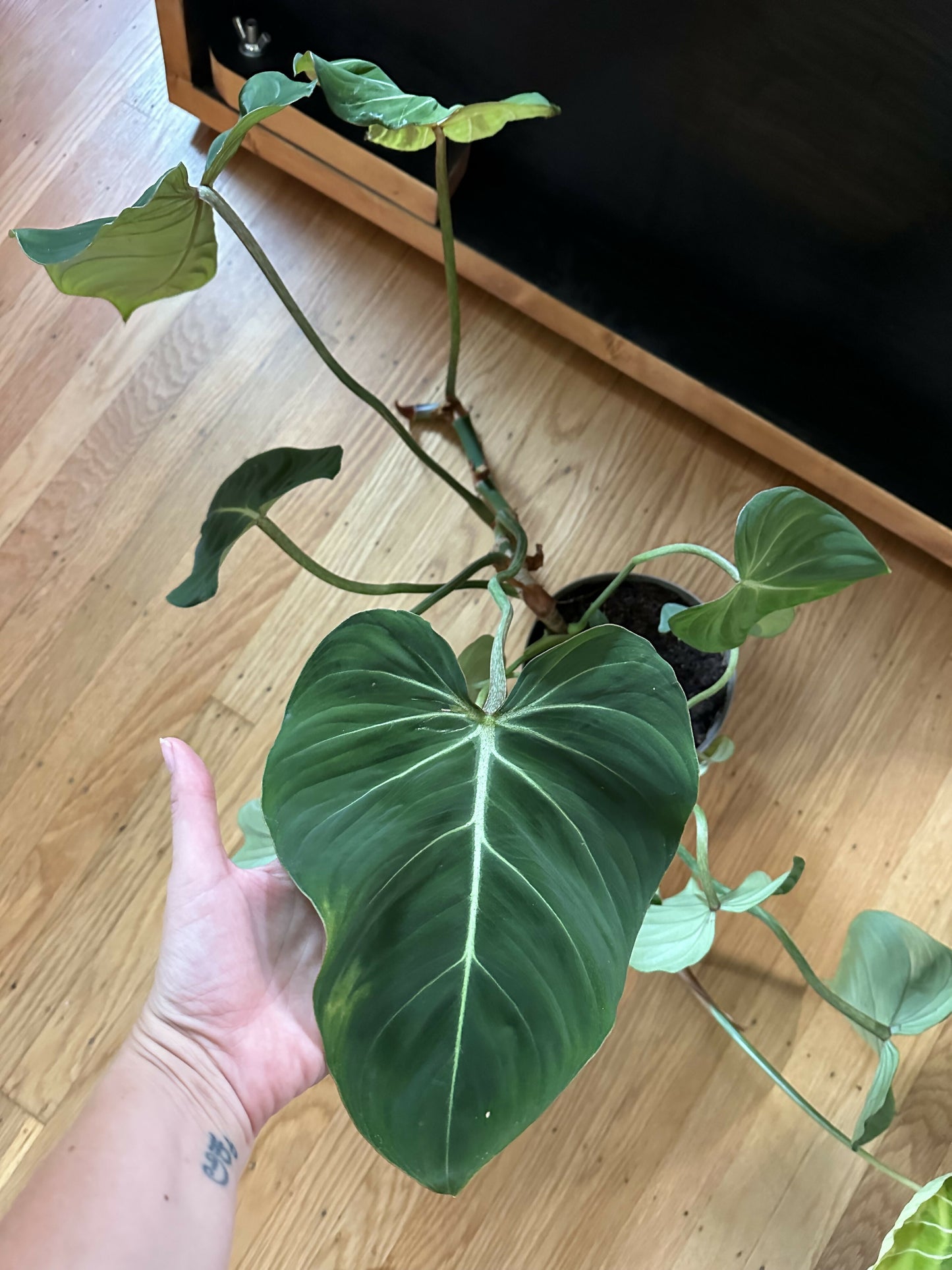 Monstera Gloriosum (HUGE plant)