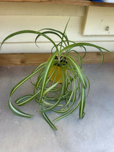 Load image into Gallery viewer, Chlorophytum Comosum &quot;Spider plant&quot; 4&#39;&#39;
