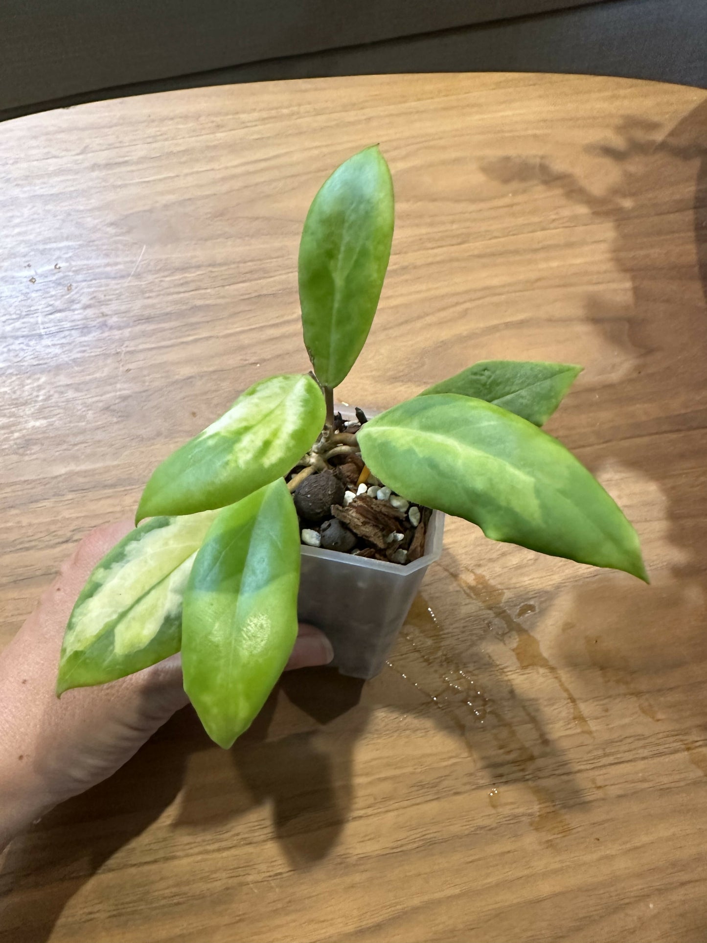 Hoya incrassata moonshadow