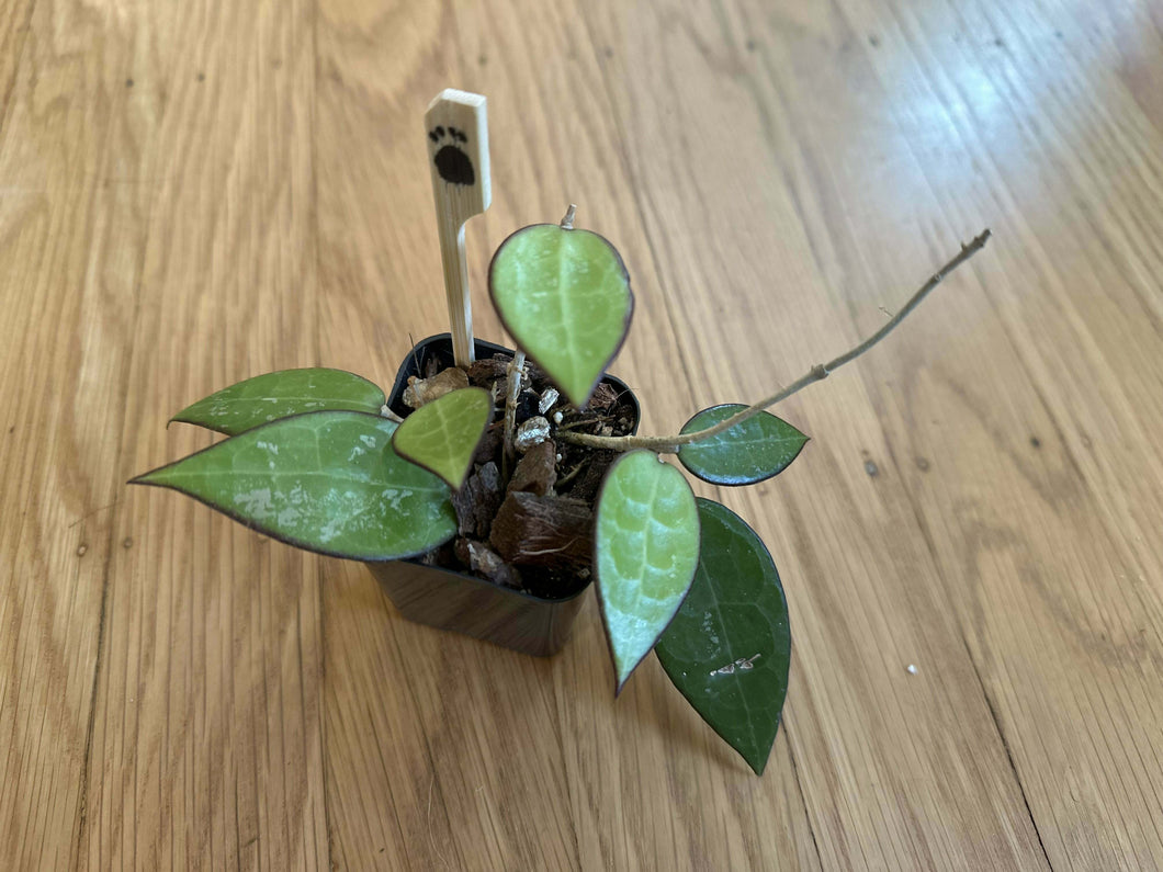 hoya parasitica 'black margin‘