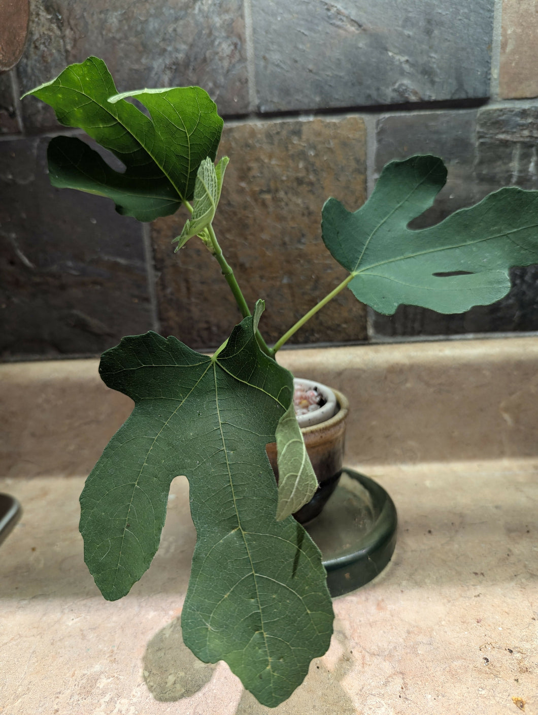 Olympian Fig - Ficus carica