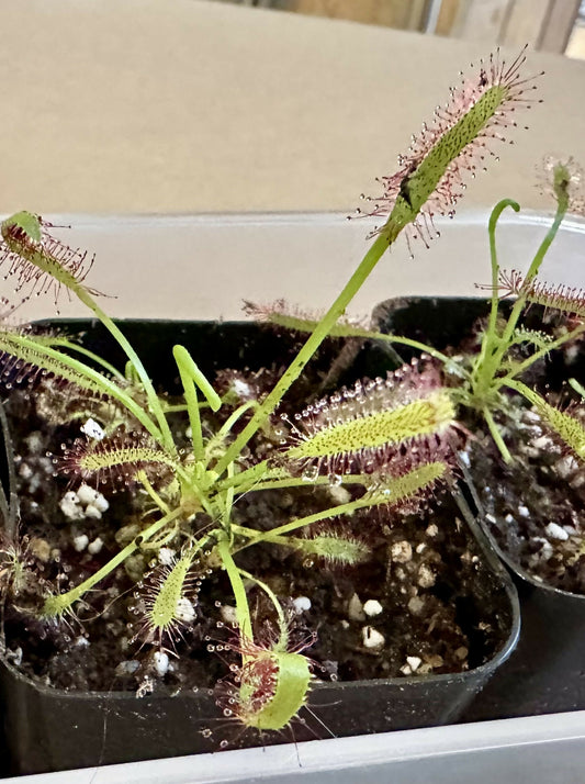 Baby cape sundew carnivorous plant 2” pot