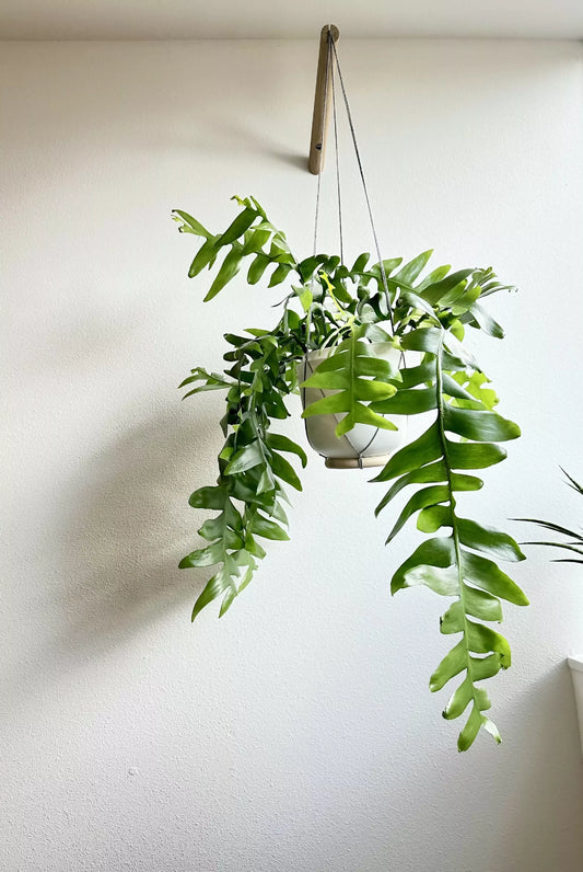 fernleafcactus_mother