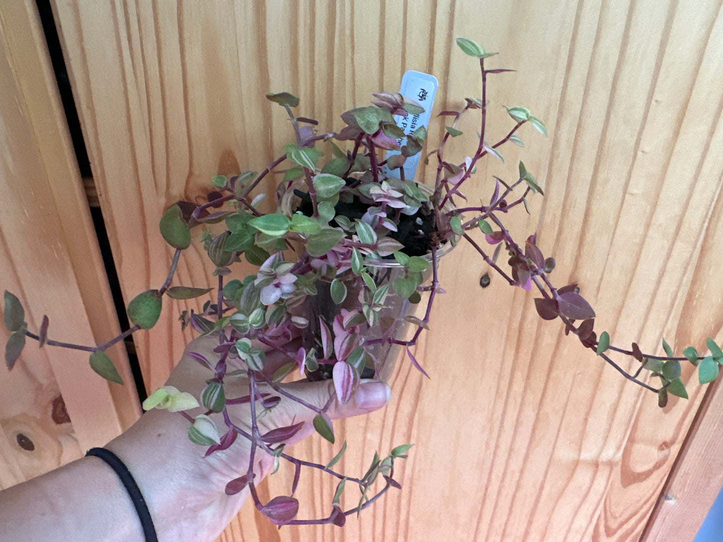 Callisia repens ’pink panther’