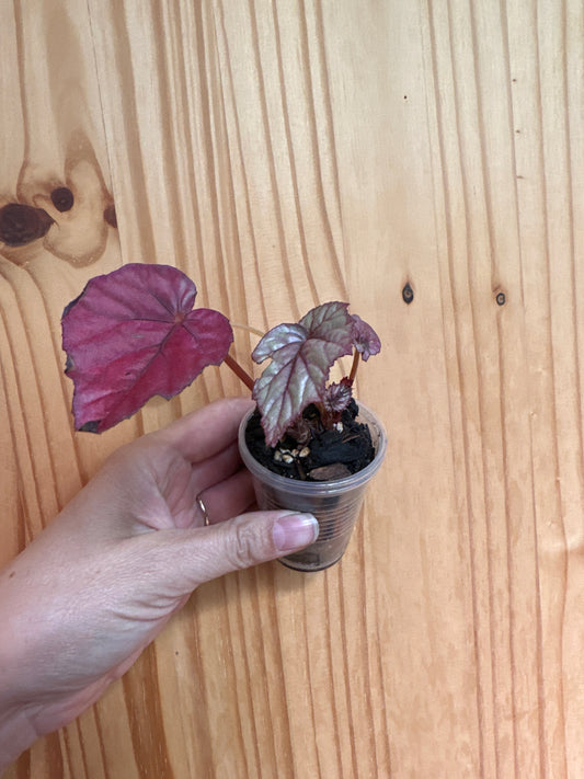Begonia Rex ‘pink leaf’