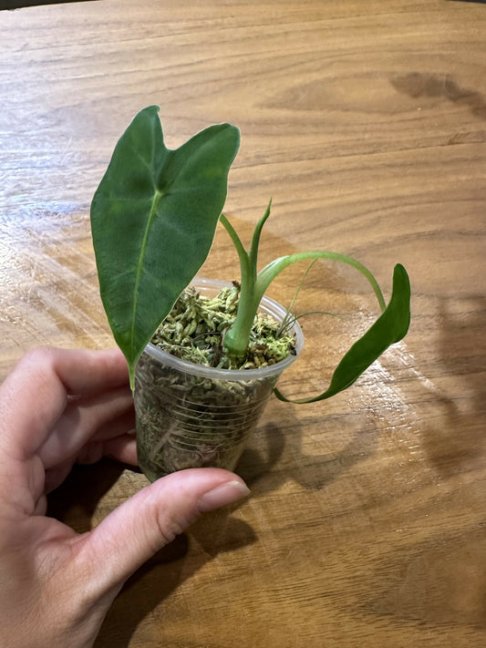 Alocasia micholitziana 'Frydek’