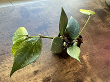Load image into Gallery viewer, Hoya Polyneura &quot;Broget&quot; (two nodes) 2”*rare plant alert*
