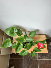Load image into Gallery viewer, Anthurium &#39;Laceleaf&#39; 6&quot;
