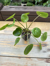 Load image into Gallery viewer, Pilea Peperomioides &quot;Friendship plant&quot; 2&#39;&#39;
