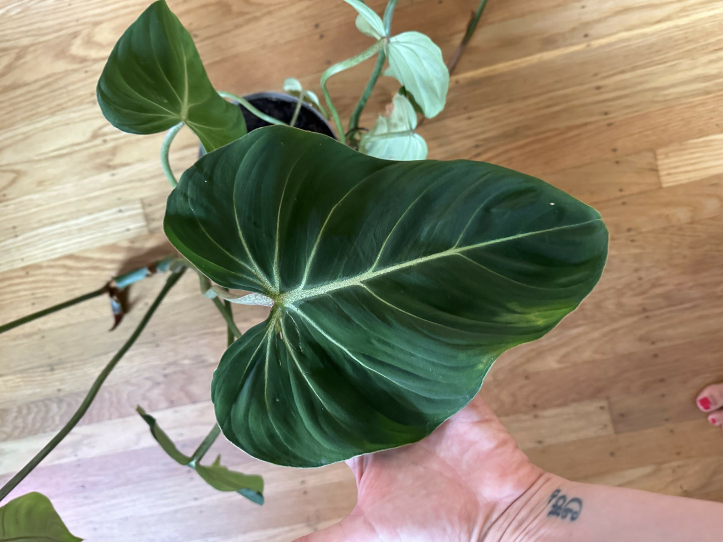 Monstera Gloriosum (HUGE plant)