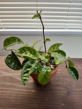 Load image into Gallery viewer, 4&quot; Hoya Carnosa &#39;Wax Plant&#39;
