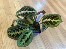 Load image into Gallery viewer, Maranta leuconeura &quot;Red Maranta&quot;
