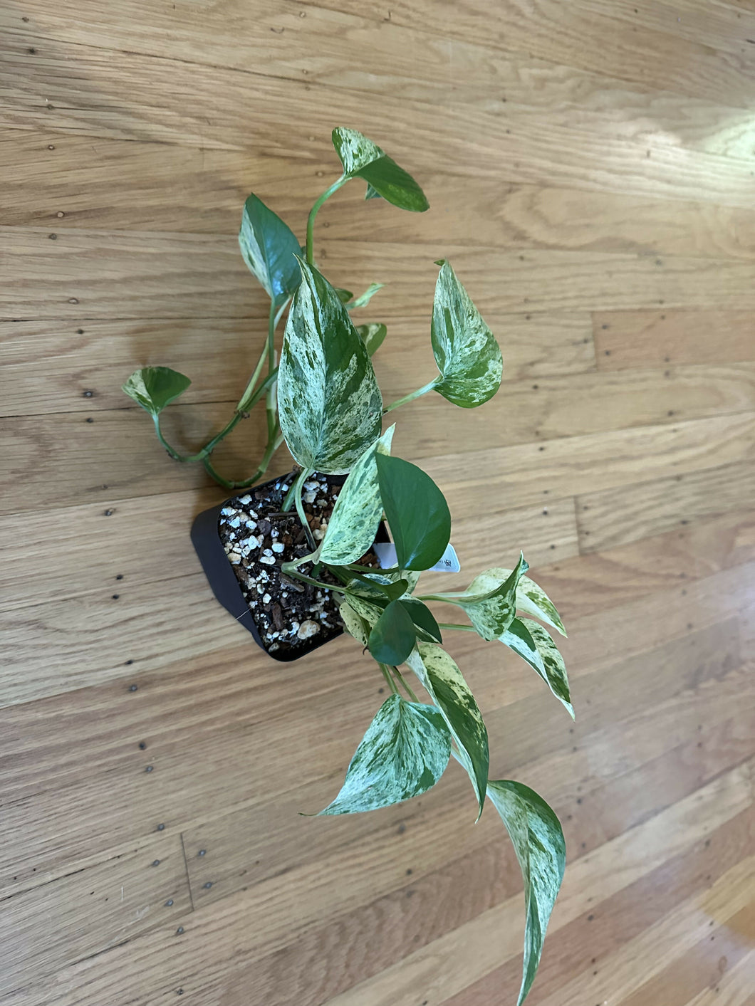 Marble queen pothos