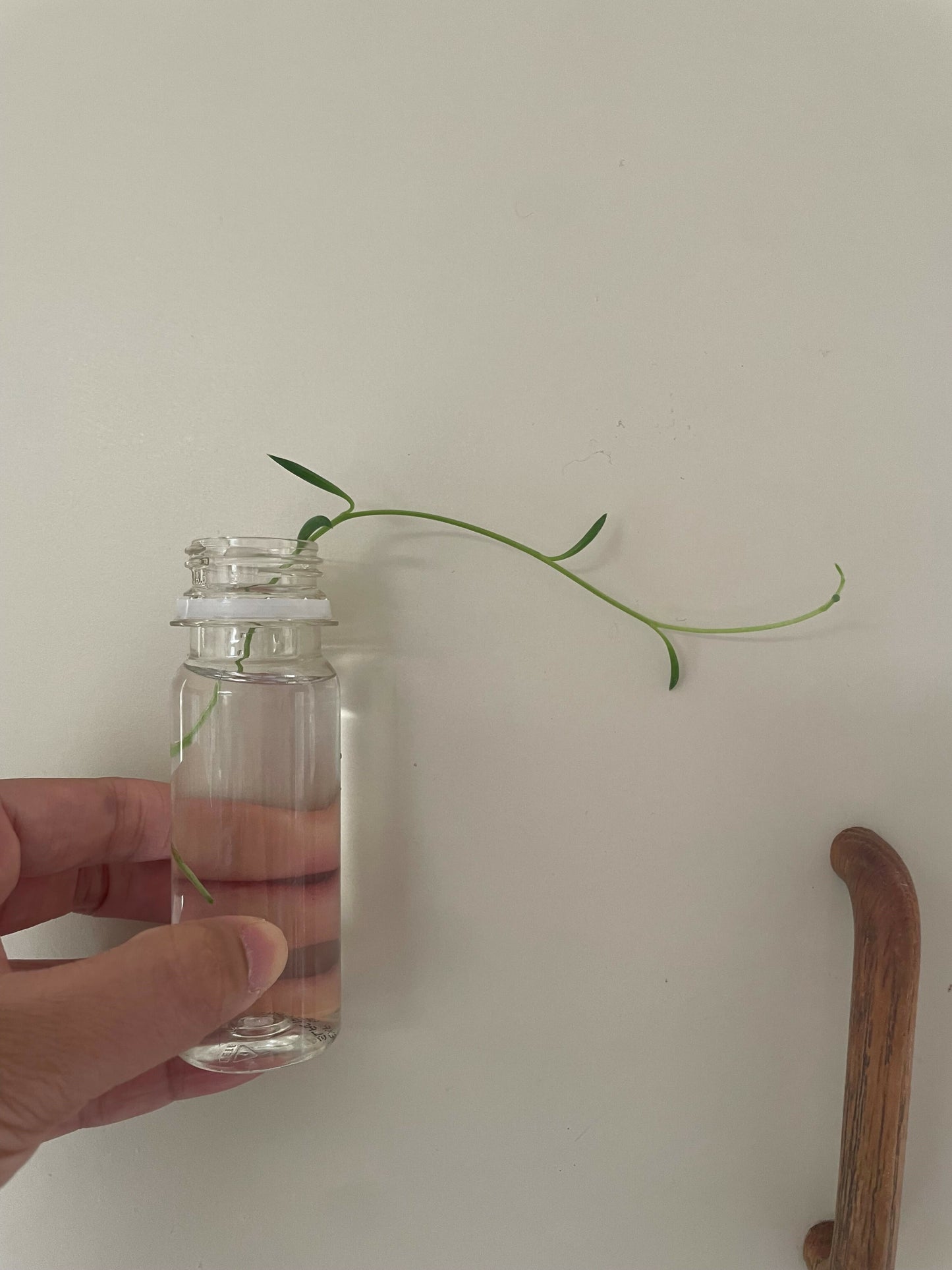 String of Banana's (Senecio radicans)