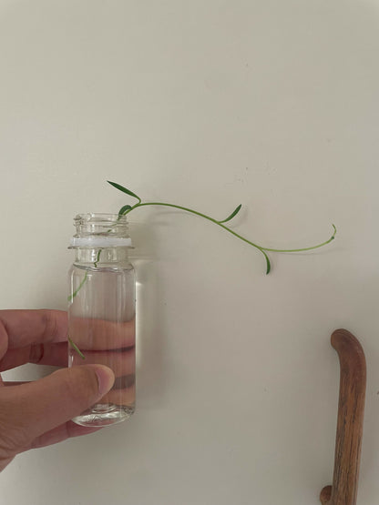 String of Banana's (Senecio radicans)