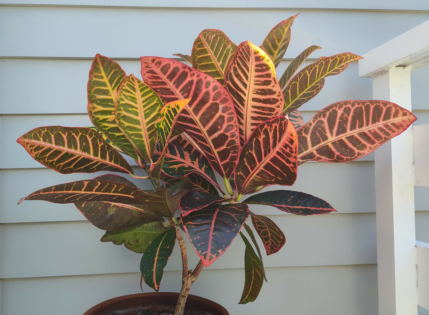 Codiaeum Variegation 'Croton Petra' 8"