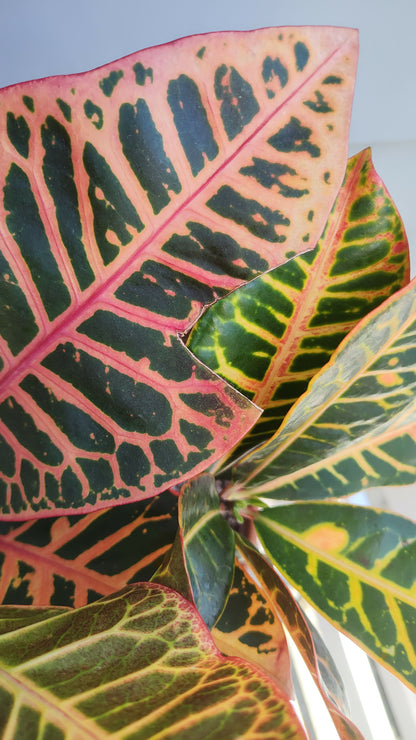 Codiaeum Variegation 'Croton Petra' 8"