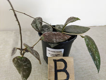 Load image into Gallery viewer, Hoya caudata &#39;Sumatra&#39;, 4-inch, Pick Your Exact Plant!
