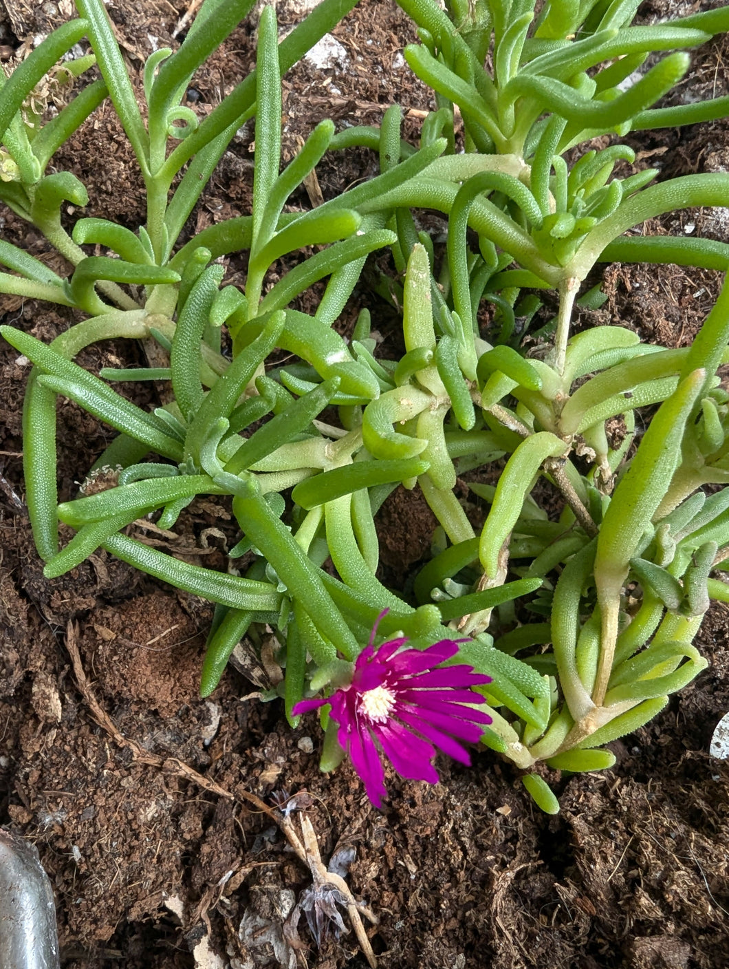 Hardy Ice Plant - pint