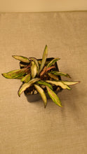 Load and play video in Gallery viewer, Hoya wayetii variegata, 4-Inch
