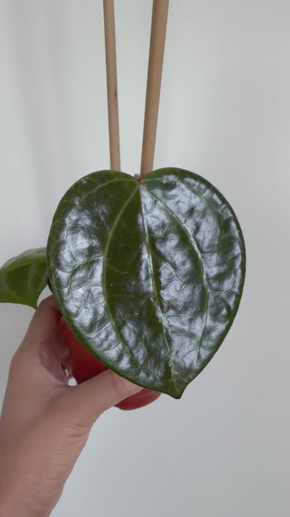 4" Hoya latifolia 'Sarawak'