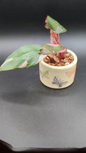 Load and play video in Gallery viewer, Philodendron Pink Princess in Handmade Ceramic Butterfly Planter
