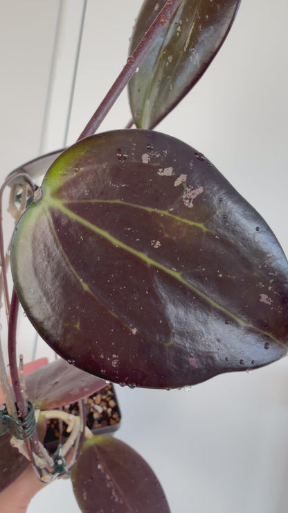 Hoya AH Battleground (very thick, dark leaves)