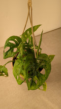 Load and play video in Gallery viewer, Swiss Cheese Plant, Monstera Adansonii, 6&quot; Hanging Basket
