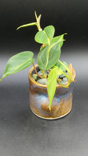 Load and play video in Gallery viewer, Philodendron &#39;Brasil&#39; in Handmade Ceramic Planter, Exact Plant!
