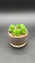 Load and play video in Gallery viewer, Haworthia cooperi in Handmade Ceramic Planter, Exact Plant!
