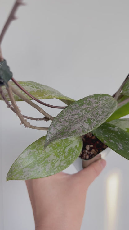 2.5” Hoya Pubicalyx Pink Silver Ghost Splash