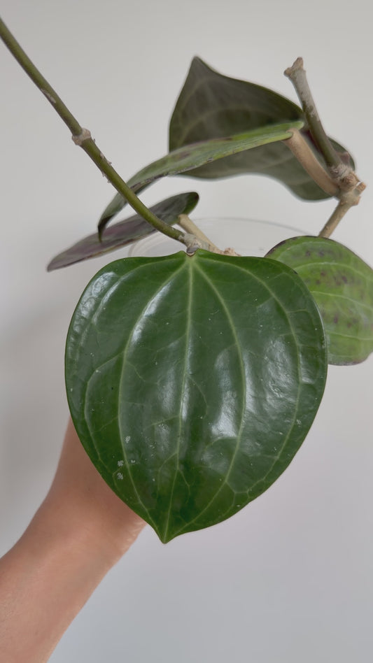 4" Hoya Glabra (two plants in the pot)