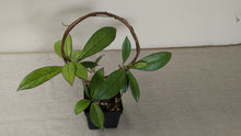 Load and play video in Gallery viewer, Hoya crassipetiolata, 4-inch w/Copper Trellis, Exact Plant!
