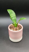 Load and play video in Gallery viewer, Snake Plant in Handmade Pink Ceramic Planter
