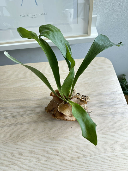 Cork-Mounted Staghorn Fern (Platycerium bifurcatum)