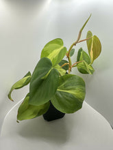 Load image into Gallery viewer, Philodendron Hederaceum &#39;Brasil&#39;
