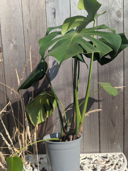 Monstera deliciosa (Swiss Cheese plant)